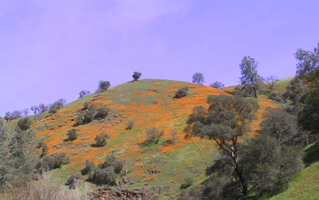 Golden Poppies | Residential Hydroseeding in Southern California | Quality HydroSeeding